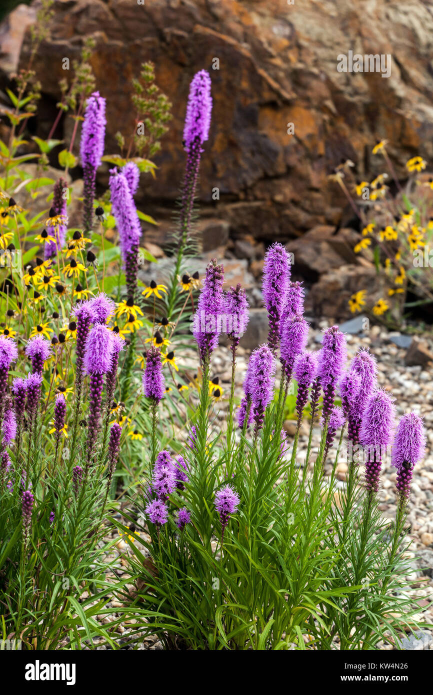 Liatris spicata,  Dense blazing star or gay feather flowering Stock Photo