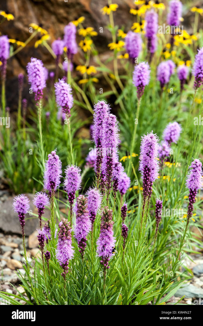 Liatris spicata,  Dense blazing star or gay feather flowering Stock Photo