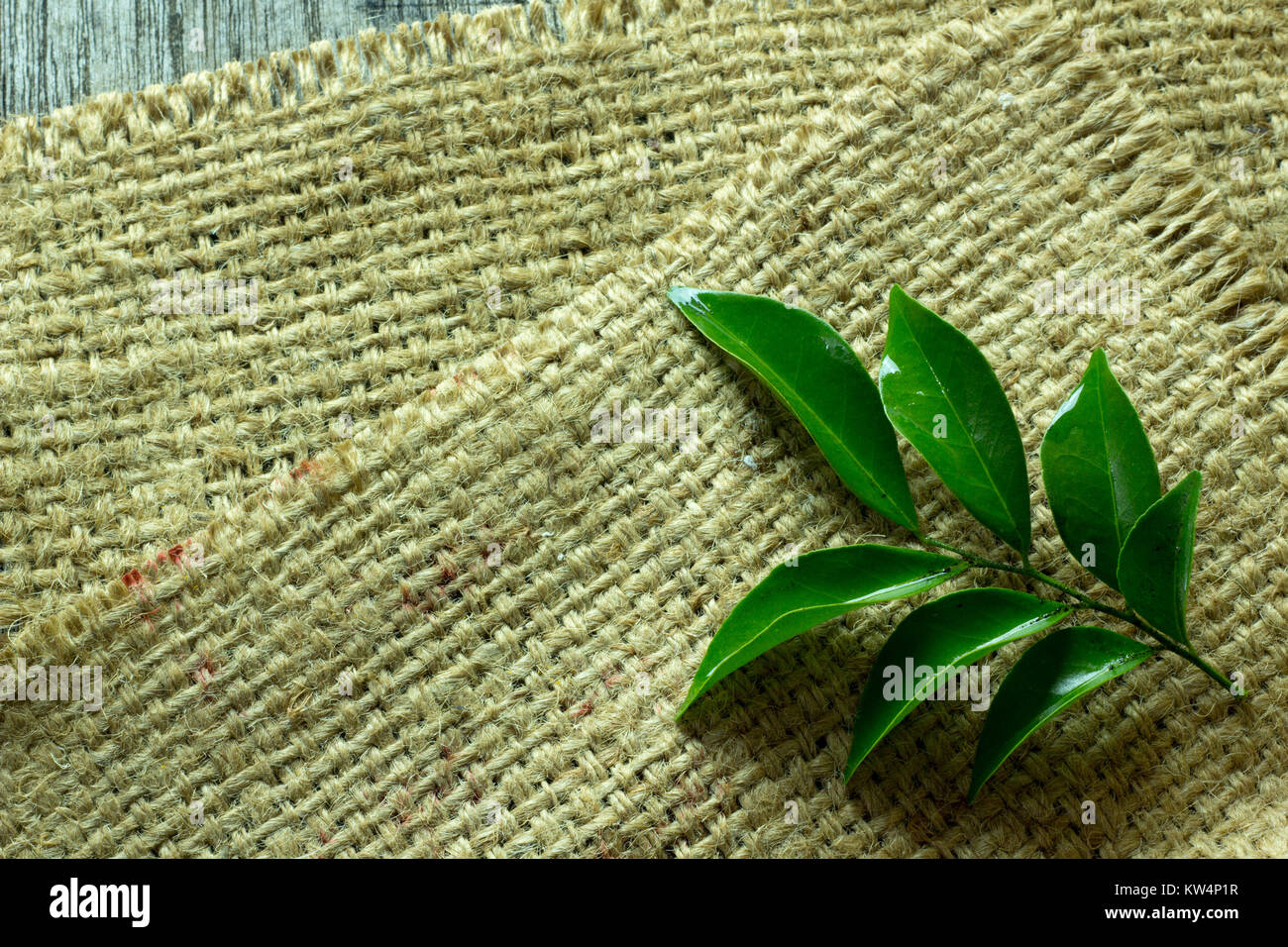 Green leaves put on sack,Space for messages. Stock Photo