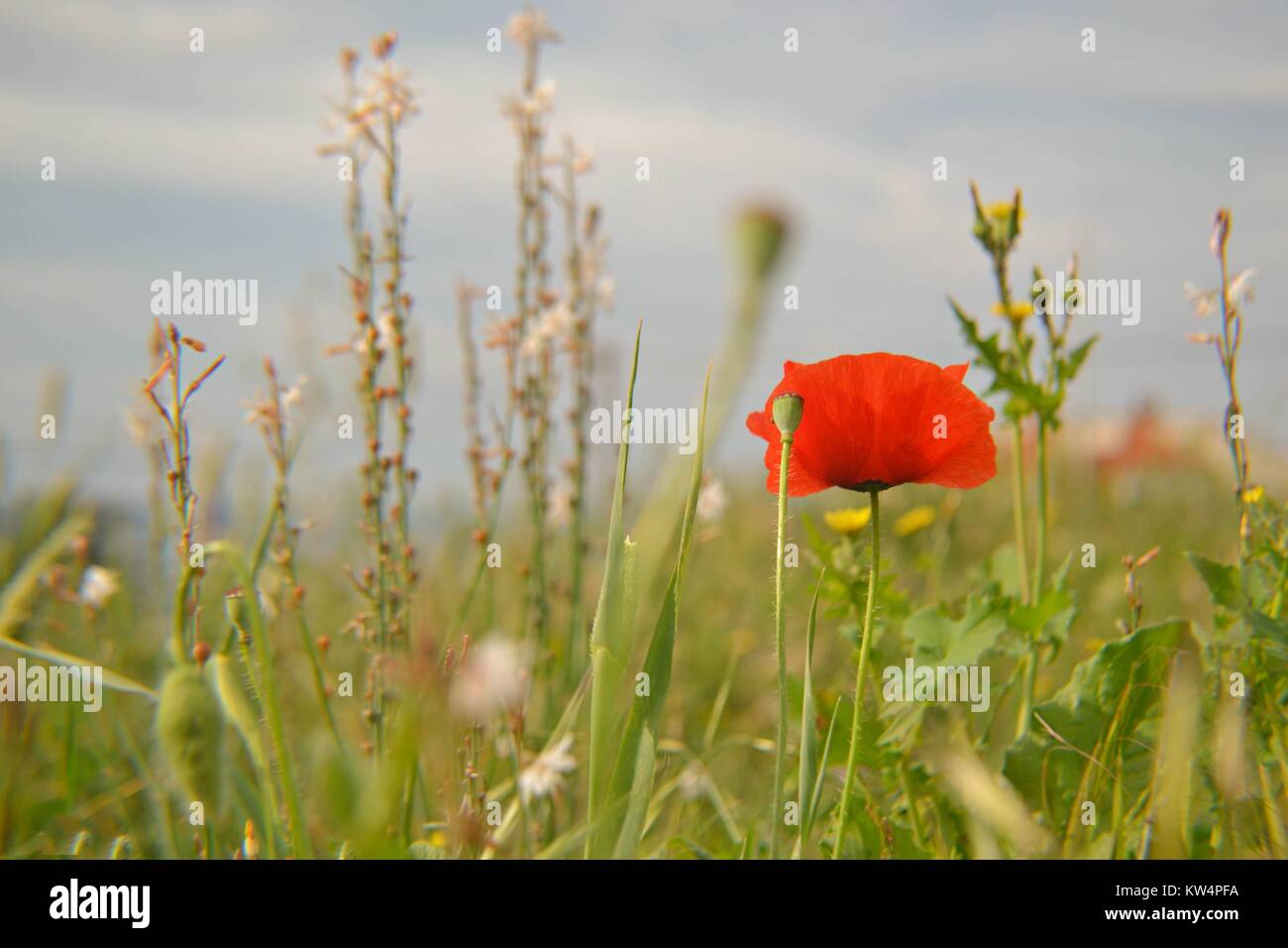 Beautiful red poppy flower under the blue sky Stock Photo - Alamy