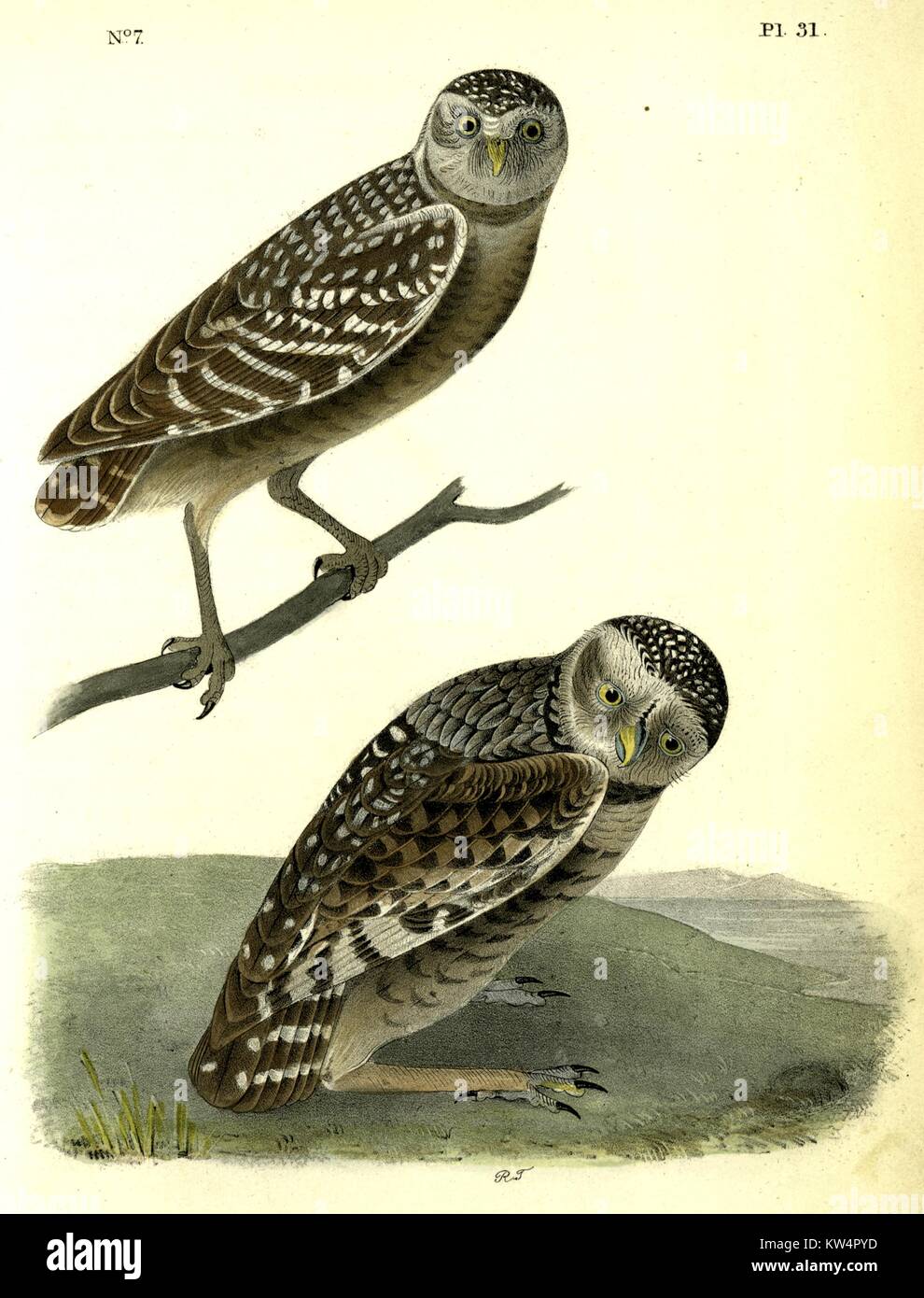 Illustration of Burrowing Day-Owl from the book Birds of America by John James Audubon, 1842. From the New York Public Library. Stock Photo