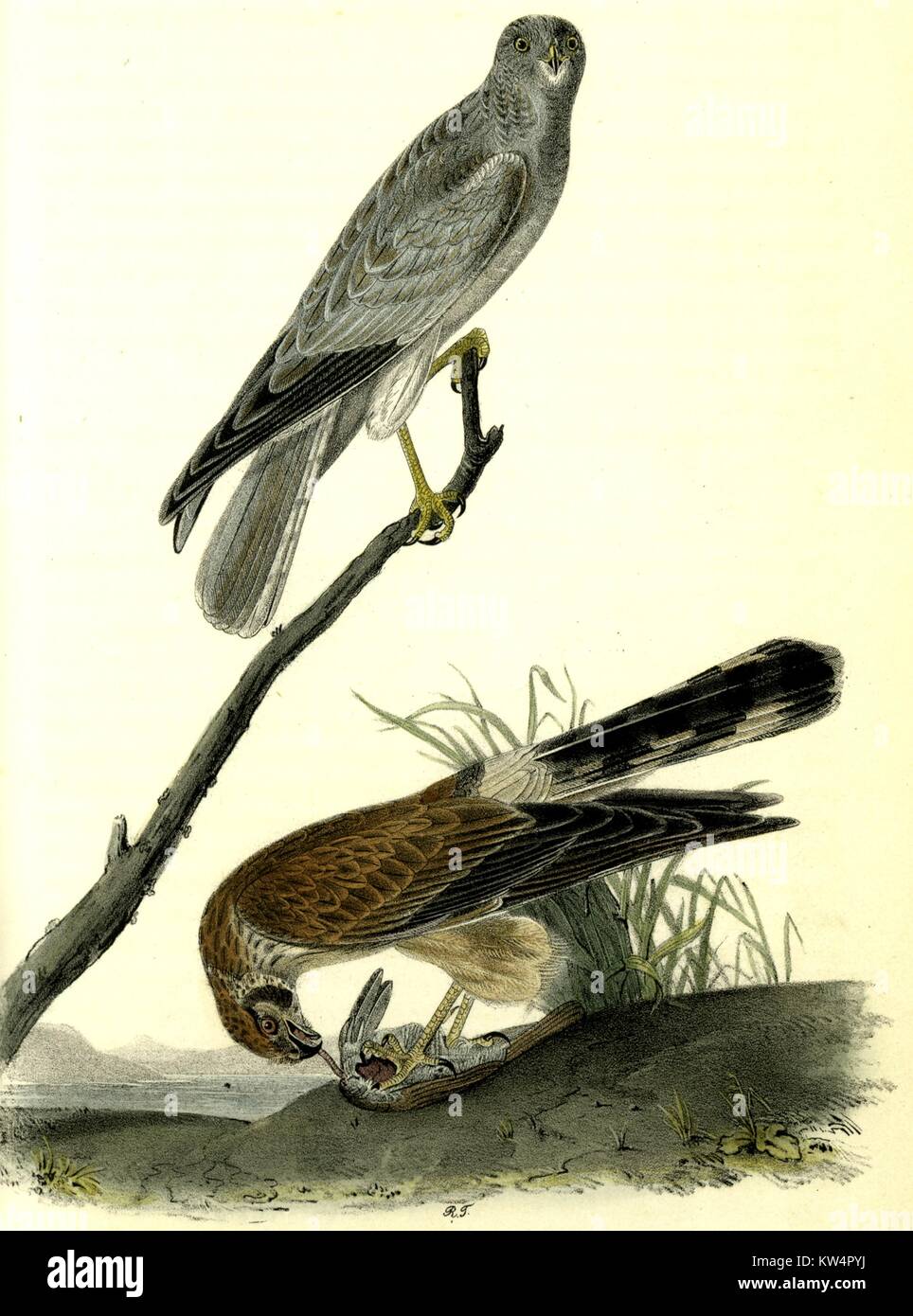 Illustration of the Common Harrier, from the book Birds of America by John James Audubon, 1842. From the New York Public Library. Stock Photo