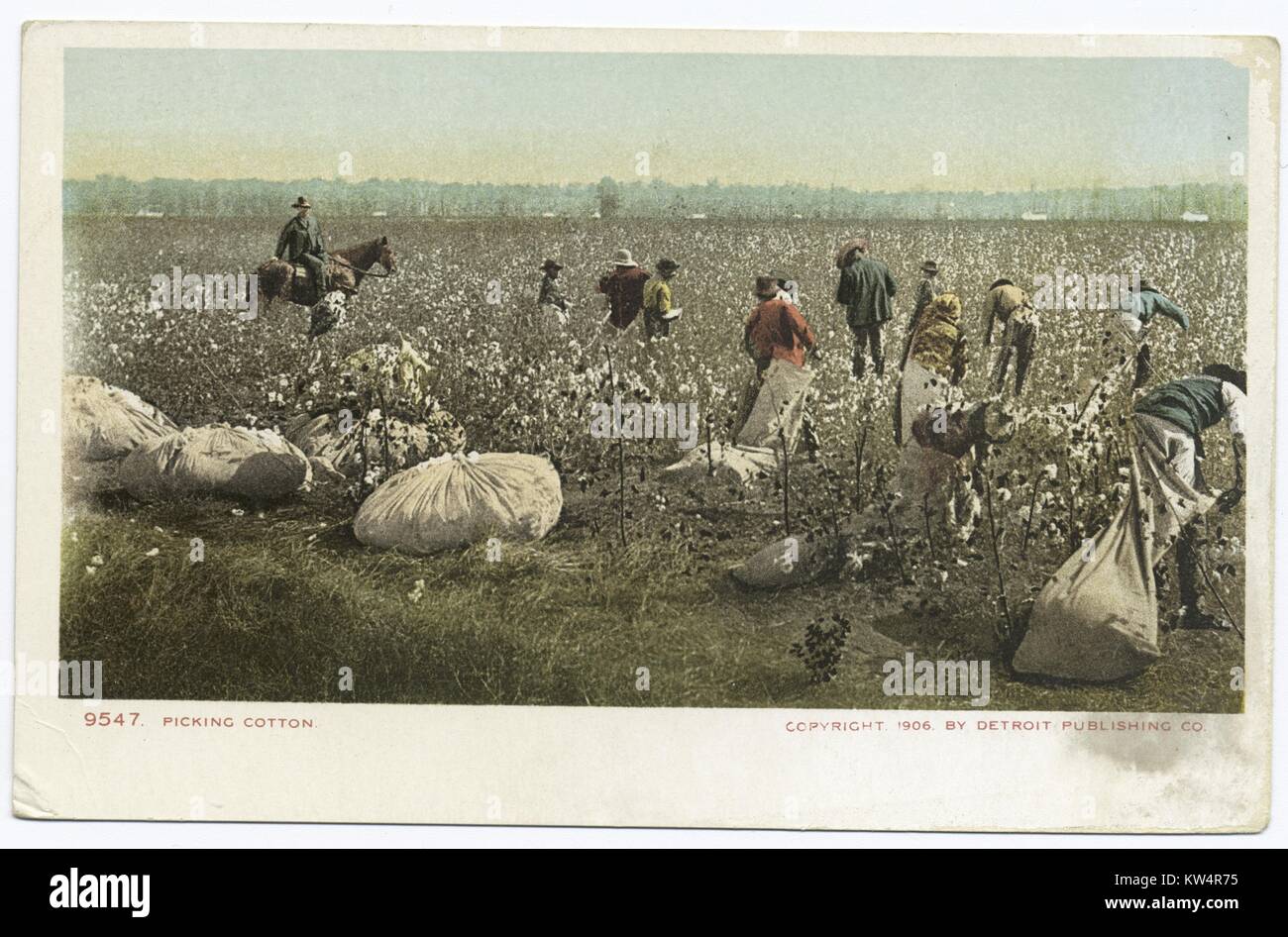 Group of farm workers with sacks picking cotton in field, 1914. From the New York Public Library. () Stock Photo