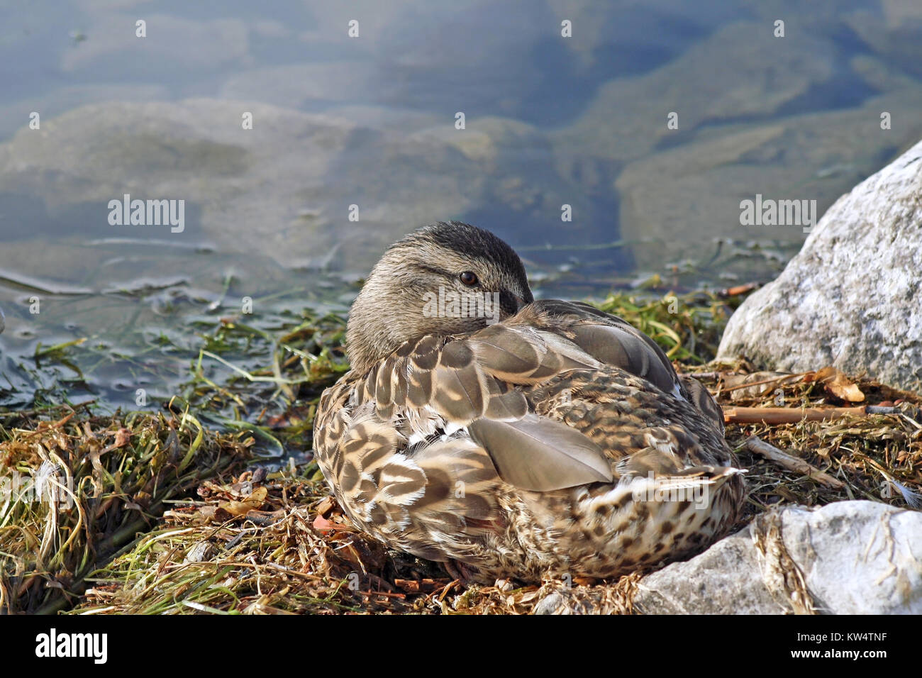 Young Mallard duck female resting along rocky shoreline Stock Photo