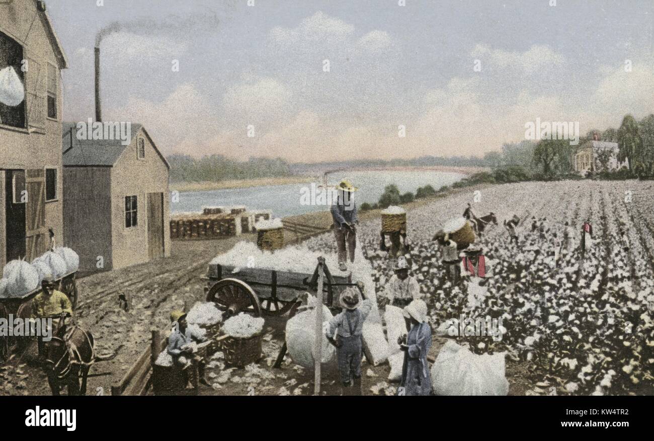 Hand picking cotton hires stock photography and images Alamy