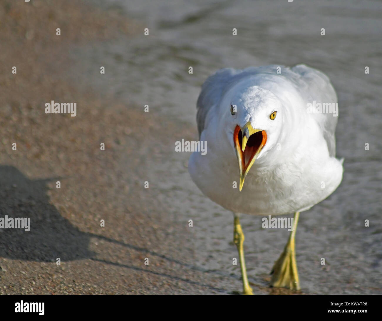 Seagull squawking at the beach Stock Photo