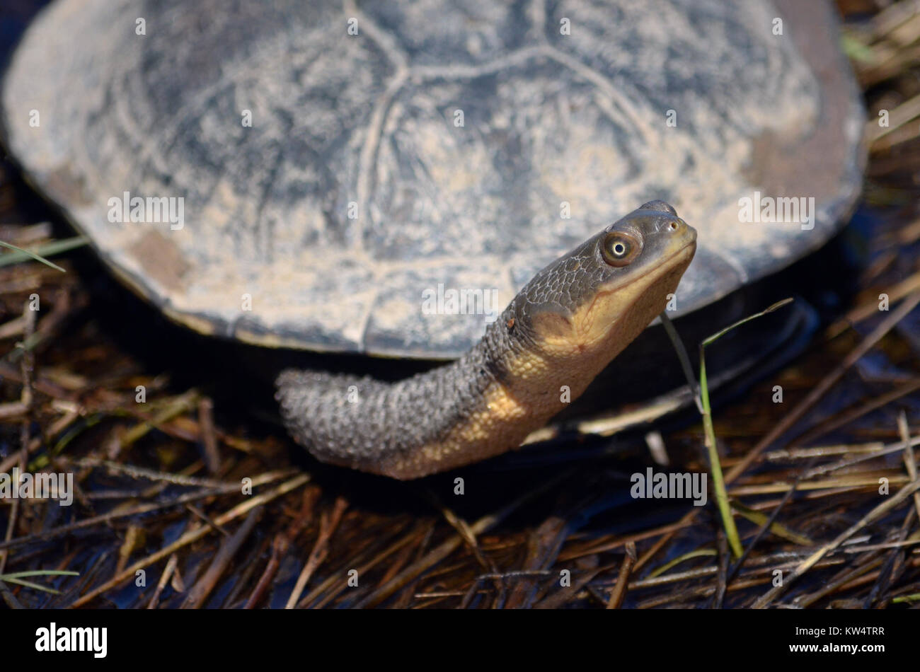 Eastern long-necked turtle, Chelodina longicollis on roadside from Canowindra, central west NSW, Australia. Also known as the snake-necked turtle. Stock Photo