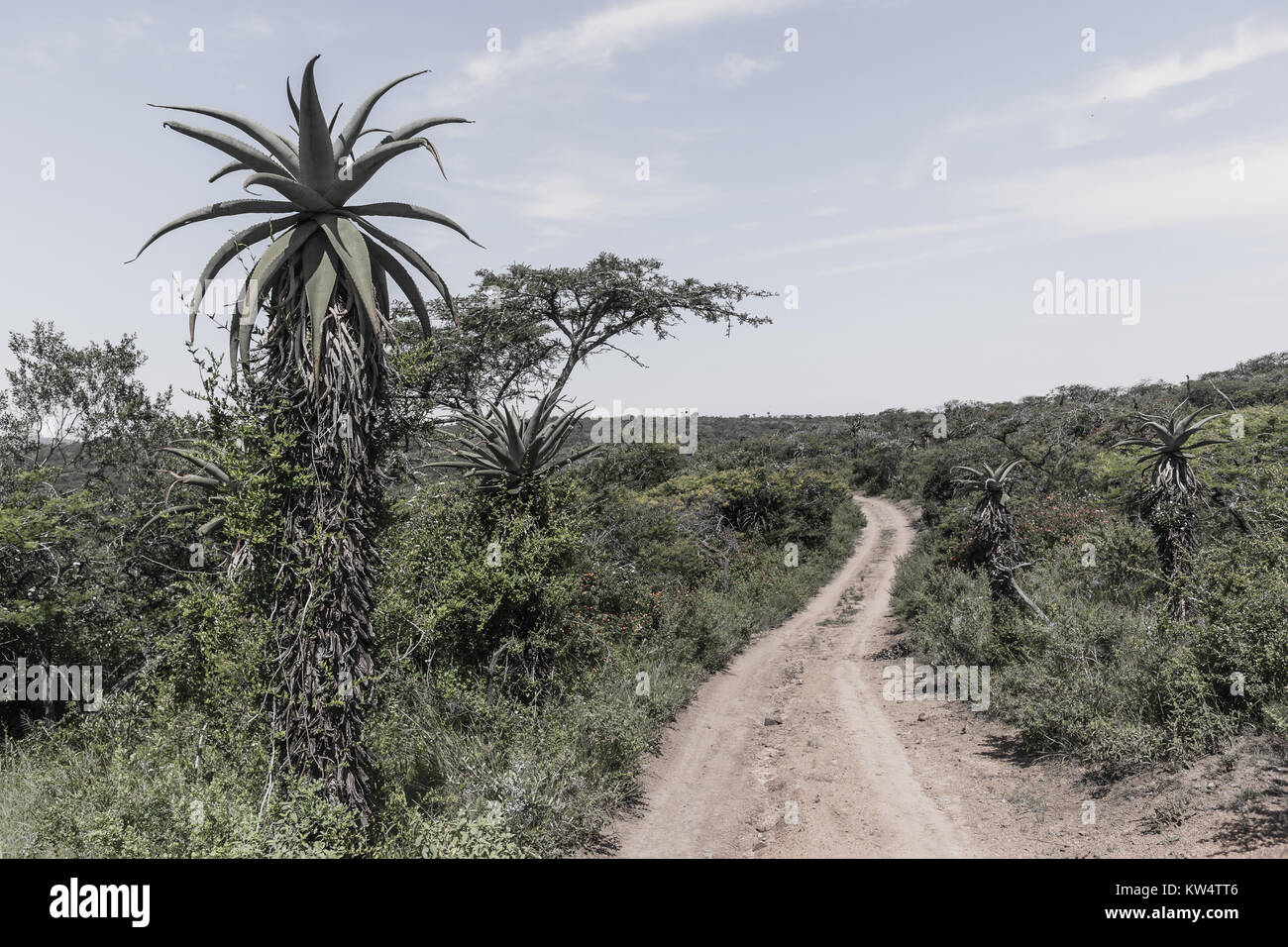 Wilderness wildlife terrain with dirt road track through thick trees aloes bush vegetation landscape vintage photo. Stock Photo