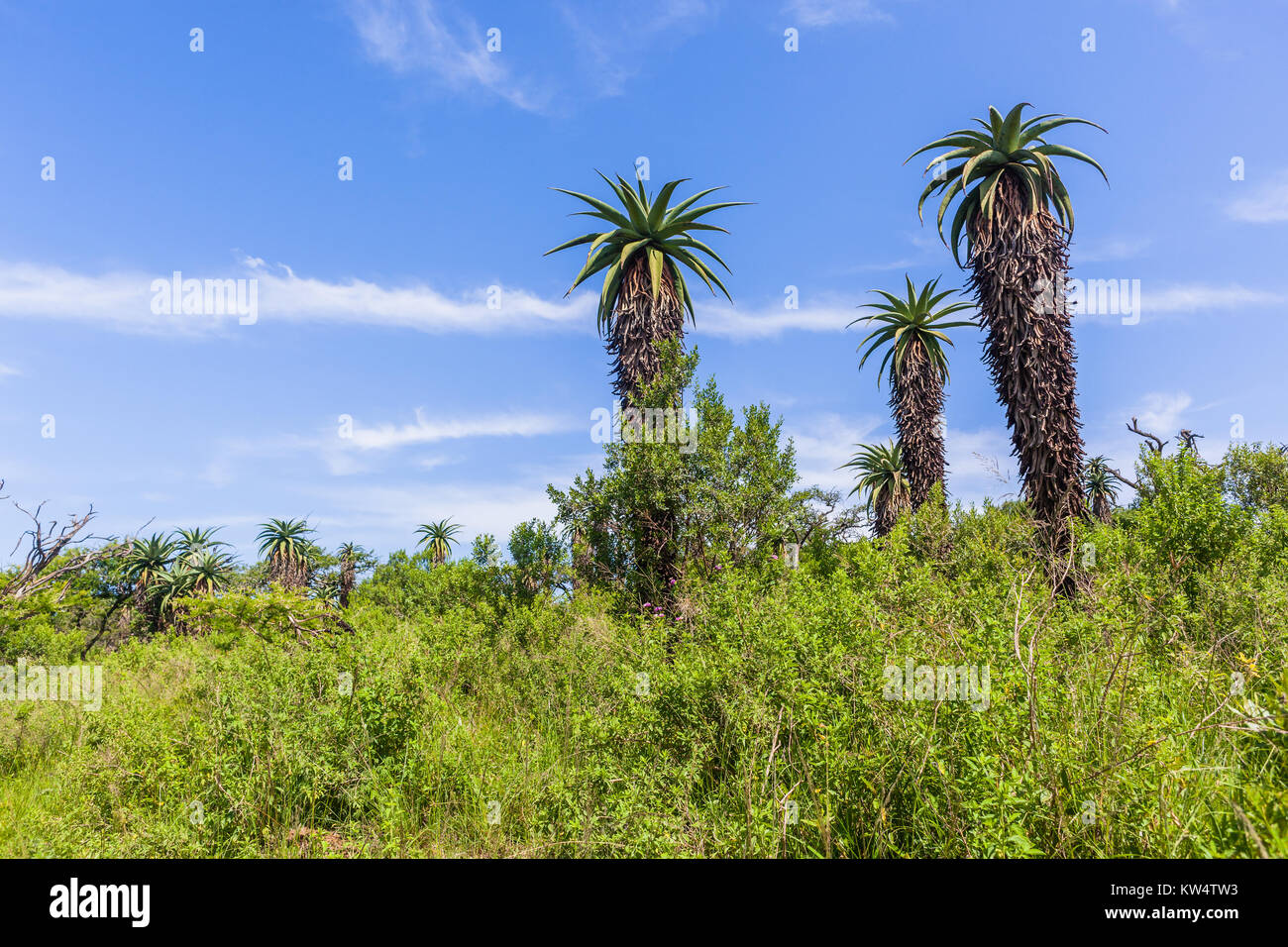 Thick bush hires stock photography and images Alamy