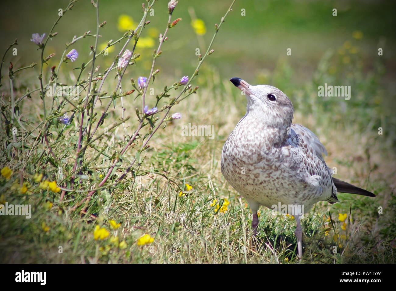 A Young Seagull stops to look at the Wildflowers Stock Photo