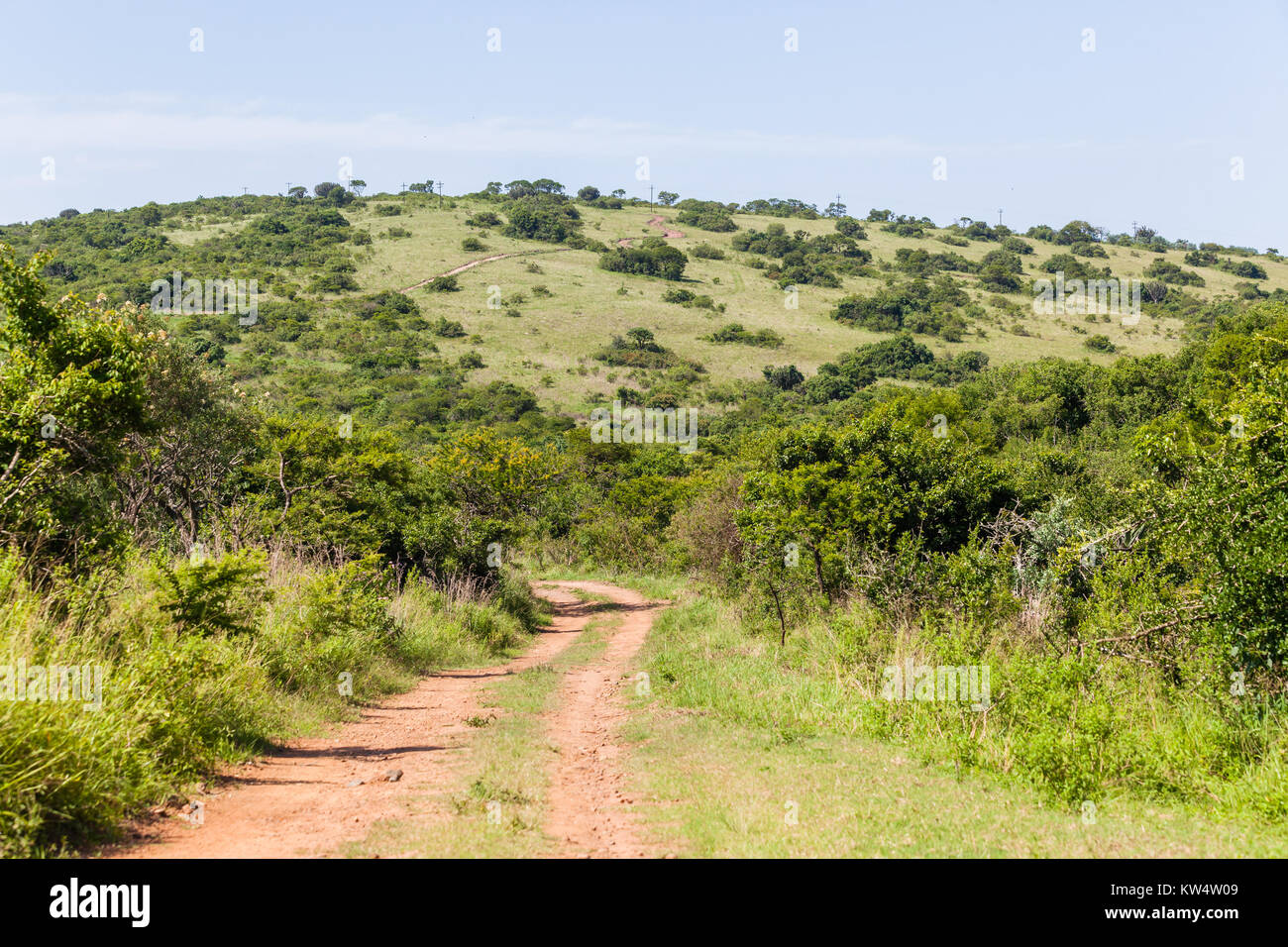 Wilderness wildlife terrain with dirt road track through thick trees aloes bush vegetation landscape Stock Photo