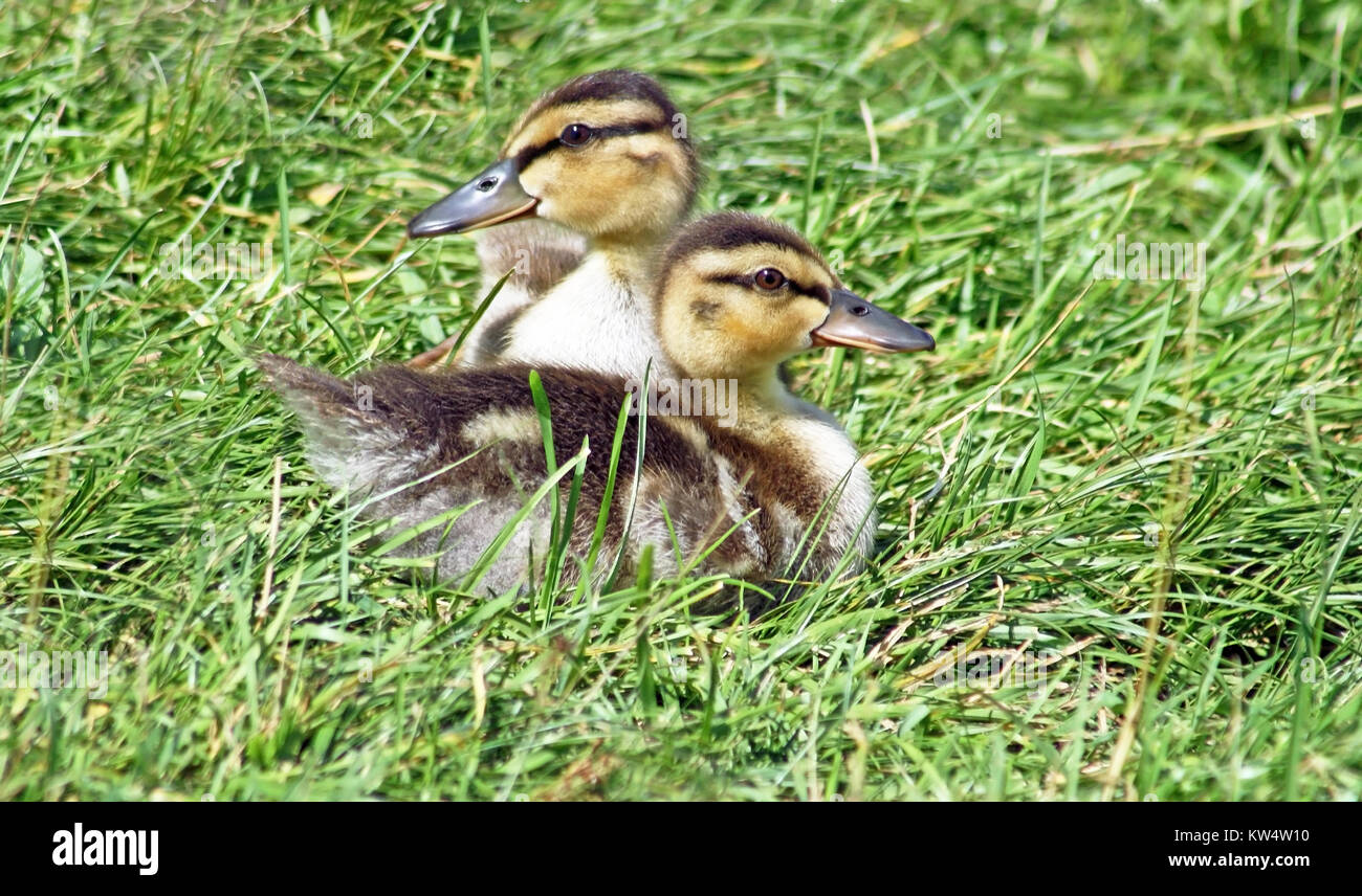 Baby Mallard ducklings resting side by side Stock Photo