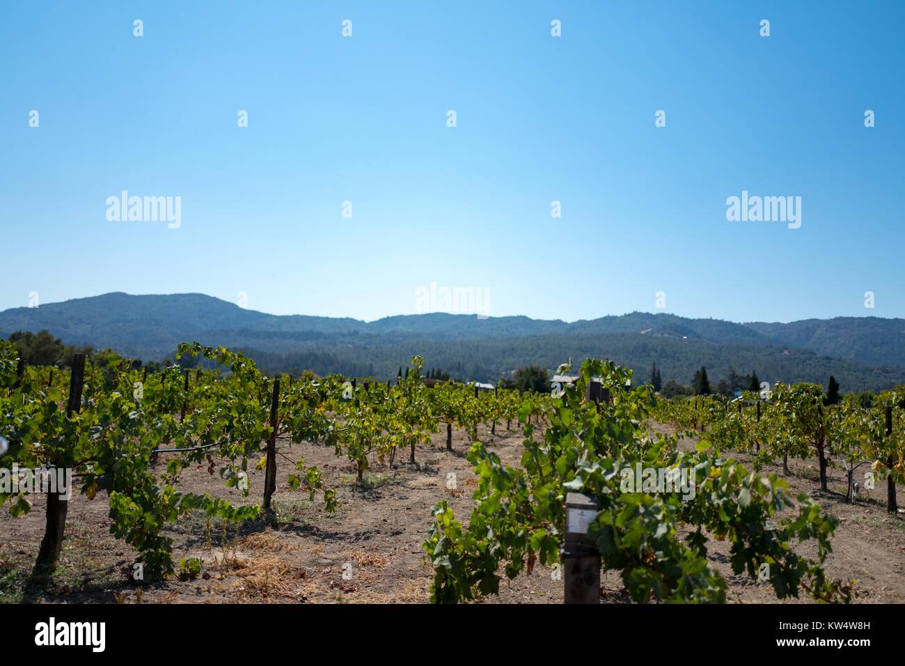 Vineyard with rows of wine grape vines in the Napa Valley, Saint Helena, California, September 10, 2016. Stock Photo