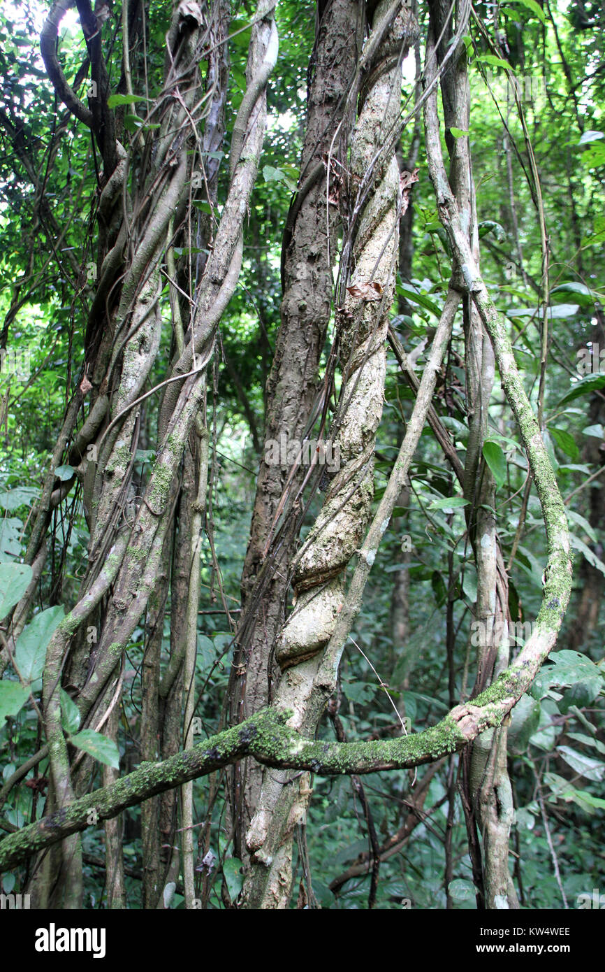 Dense tropical forest hi-res stock photography and images - Alamy