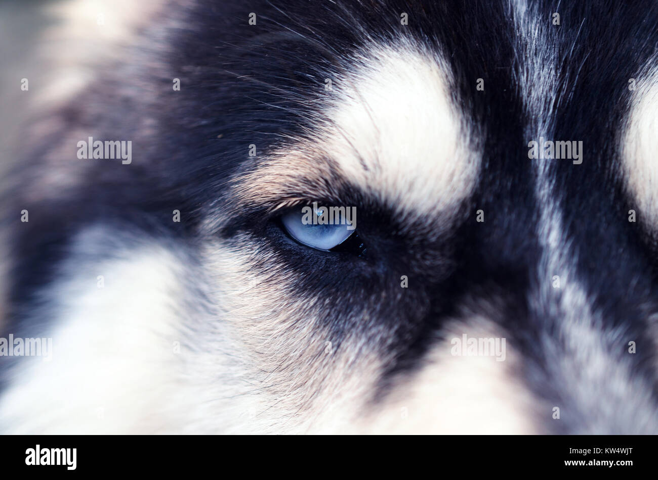 Close up of Siberian Husky with blue eye looking dangerous Stock Photo