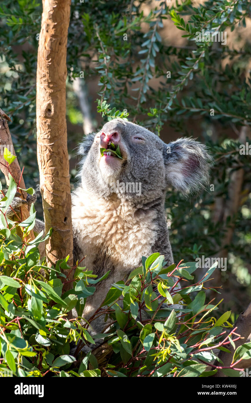 Koala eating eucalyptus leaves hi-res stock photography and images - Alamy