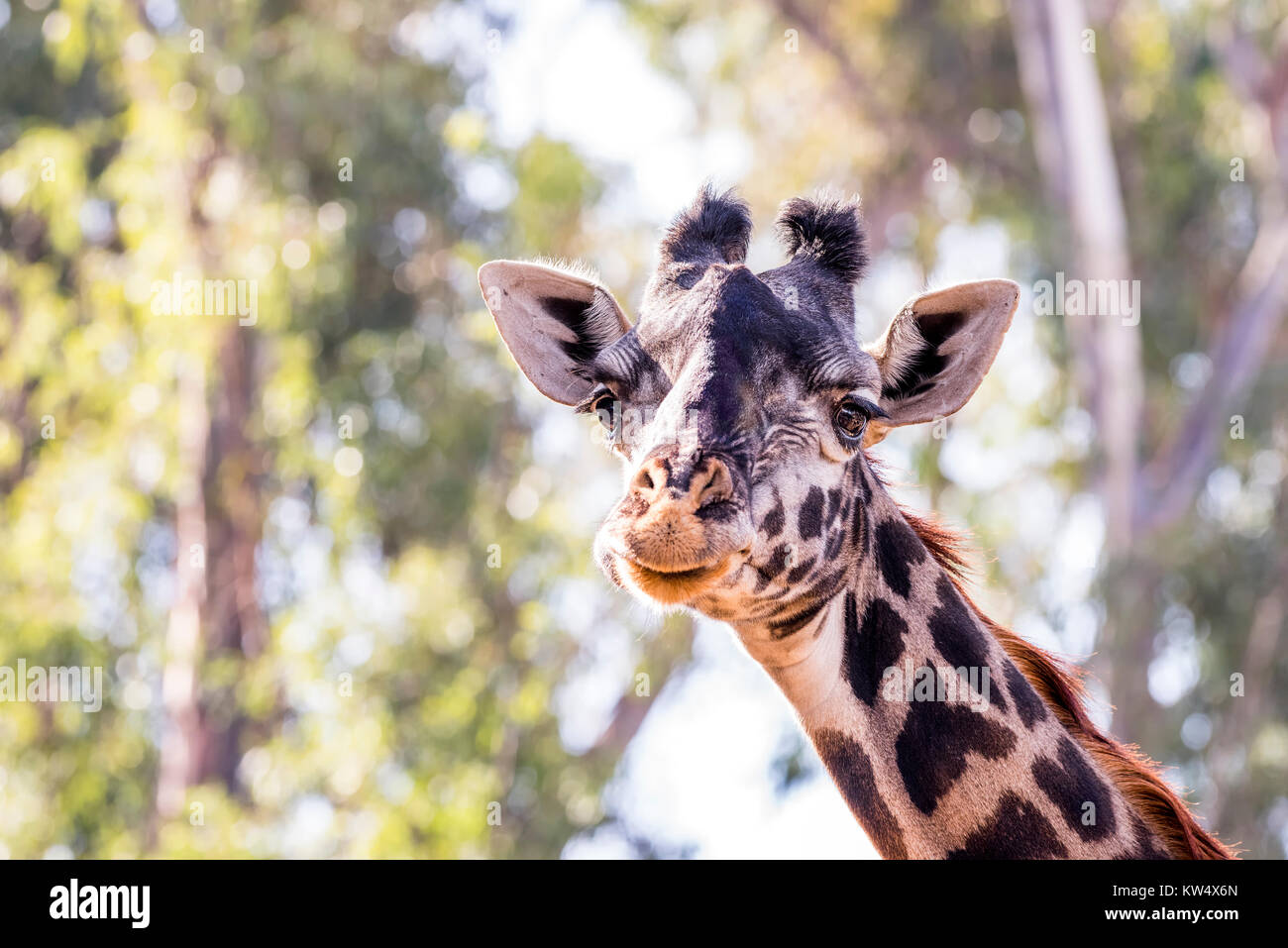 A wild, camouflaged giraffe roaming around large trees shows off its beautiful pattern and big, brown eyes. Stock Photo