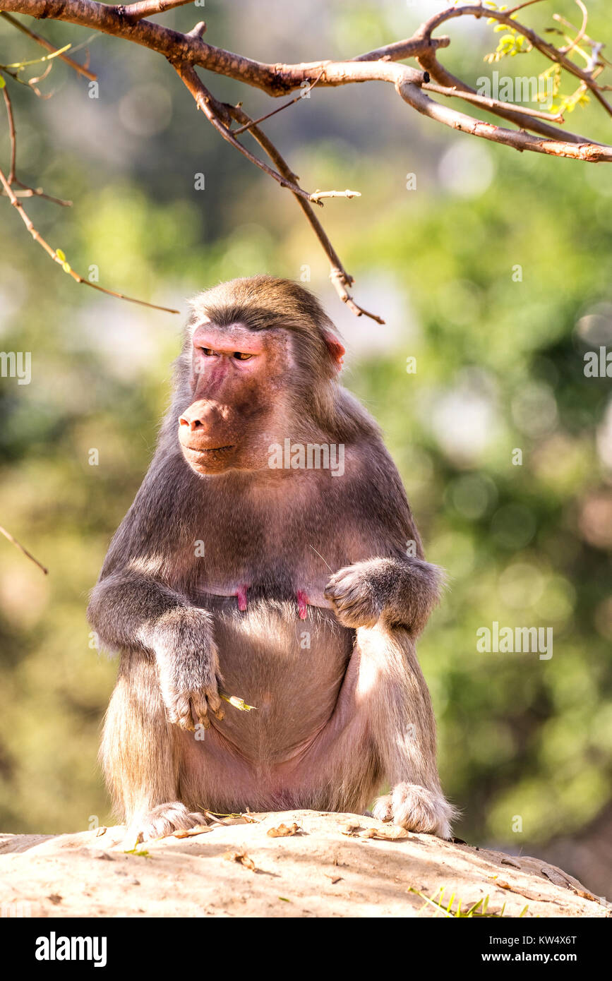 A wild baboon rests on a rock during a hot, sunny day Stock Photo