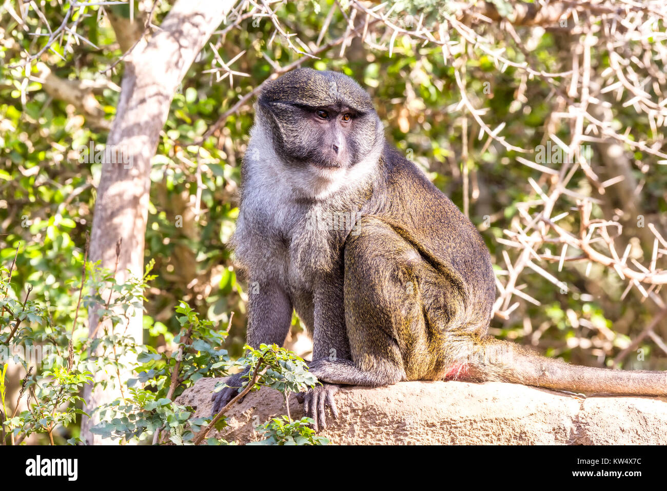 A wild Allen Swamp Monkey rests on a rock during a hot, sunny day Stock Photo