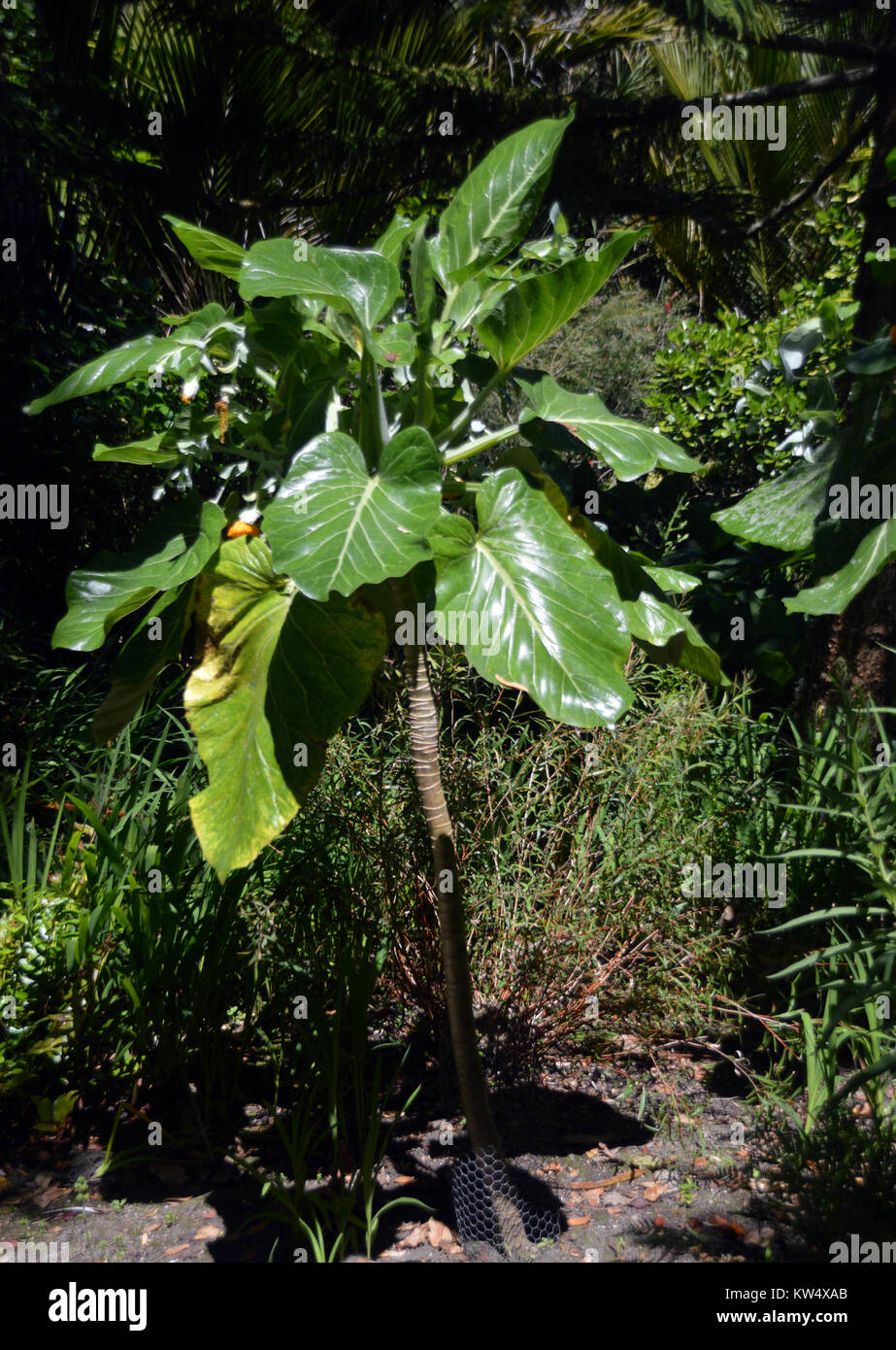 Dendroseris litoralis,(Robinson Crusoe Islands' Cabbage Tree) in Abbey Gardens on the Island of Tresco in the Isles of Scilly, England, Cornwall, UK. Stock Photo