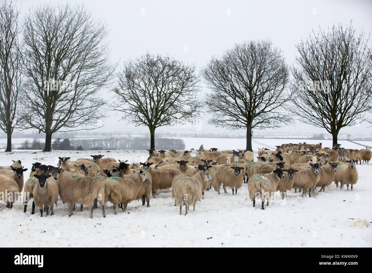 Sheep And Horses In A Field Full Of Snow Near Kettering - 