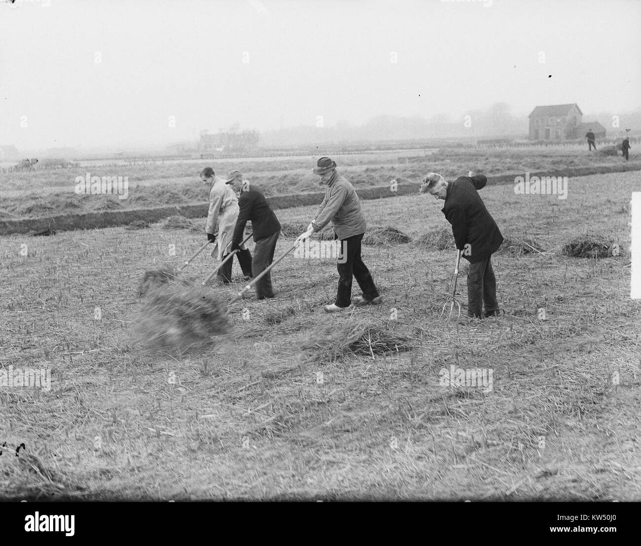 This photograph shows Dutch flower bulb growers removing winter covers from their crops, a typical agricultural practice in the Netherlands for preparing flowers for the growing season. Stock Photo