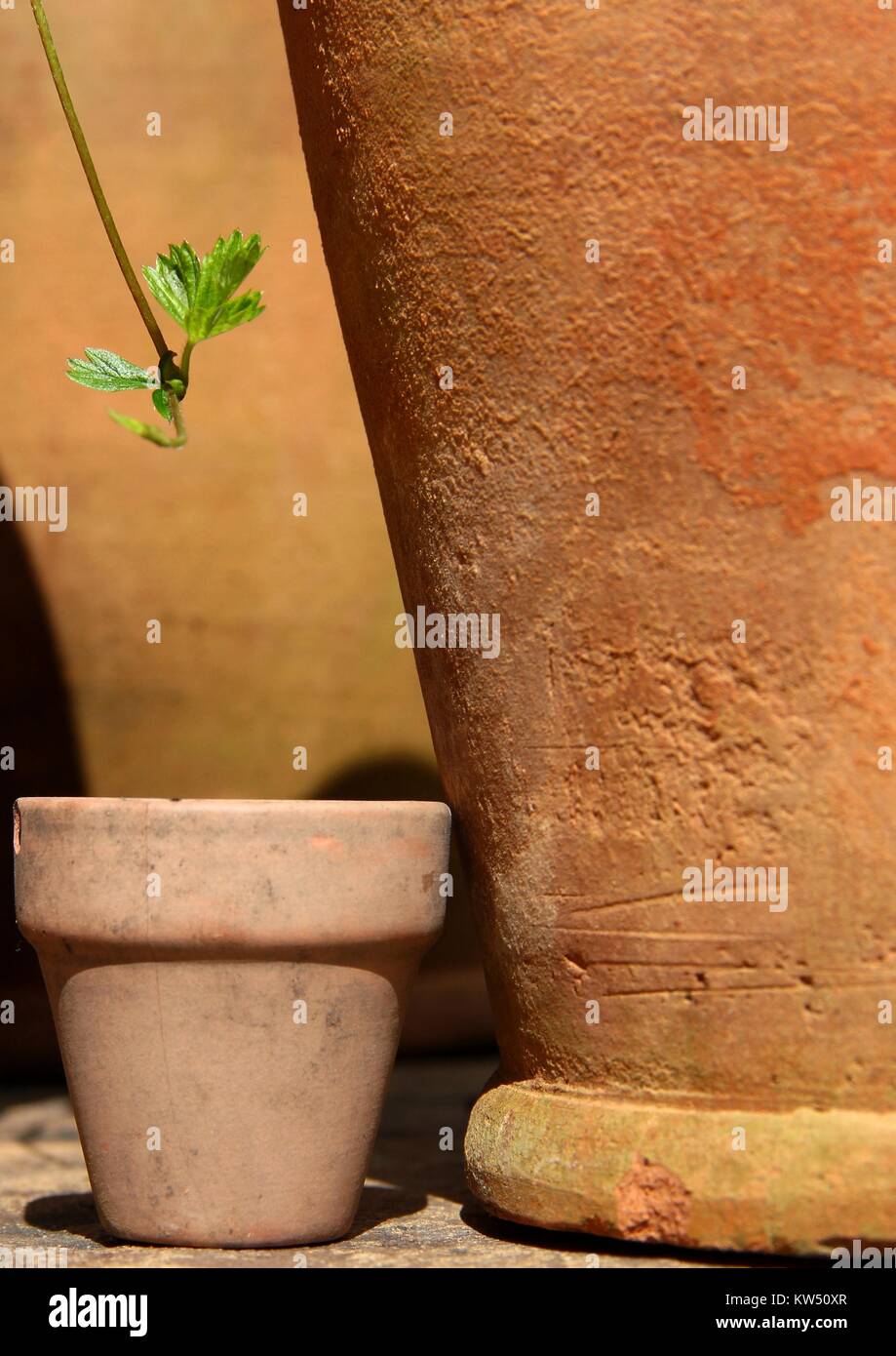 Strawberry plant leaf with runner, dangling above a tiny flowerpot. Two very large, old flowerpots stand behind. Stock Photo