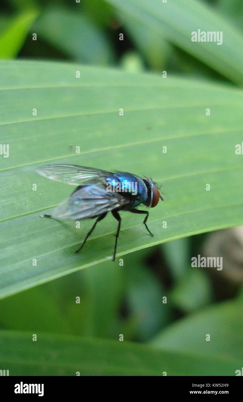 Important forensic insects hi-res stock photography and images - Alamy