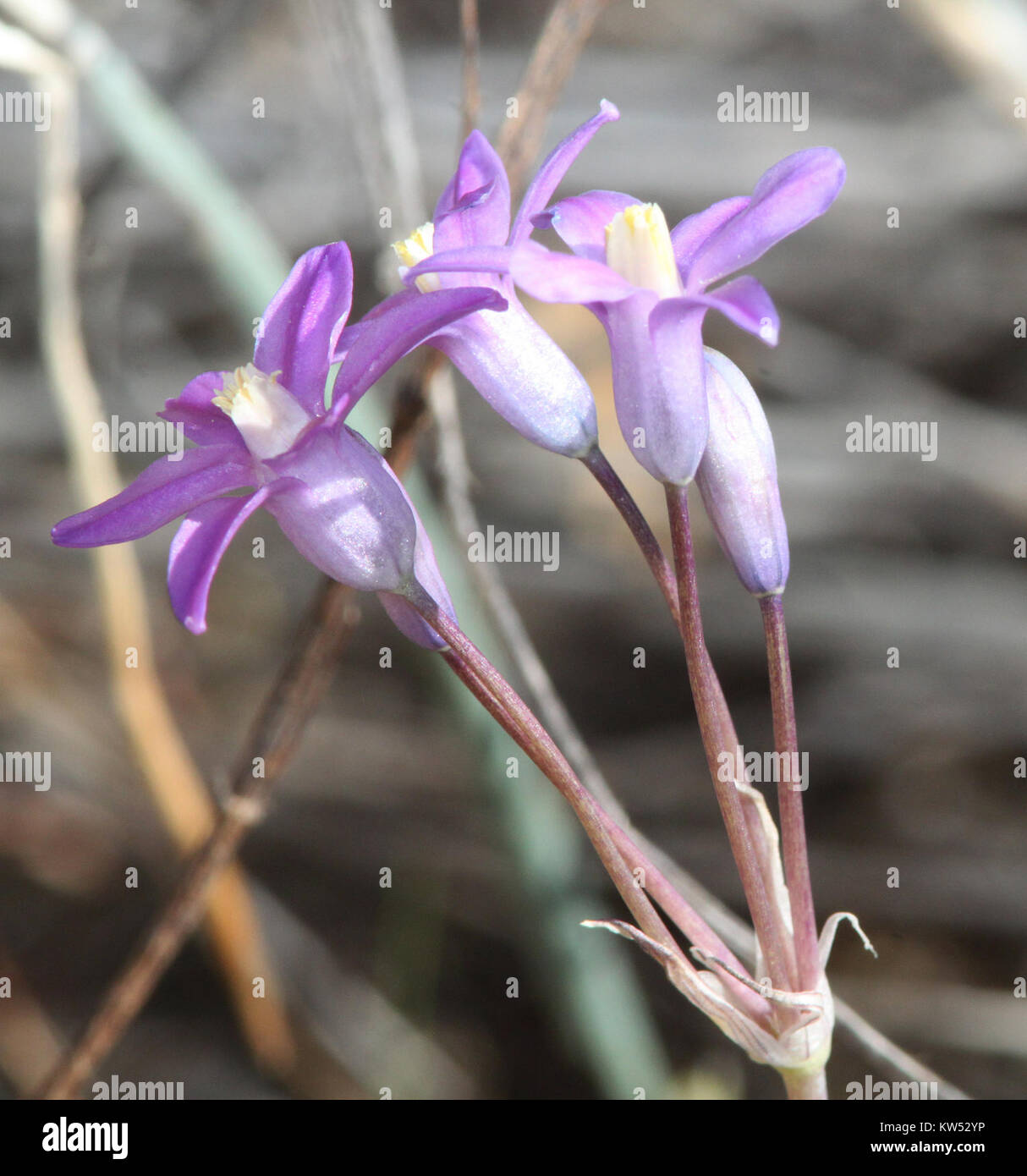 Blue Dicks (Dichelostemma capitatum) is a flowering plant found in ...