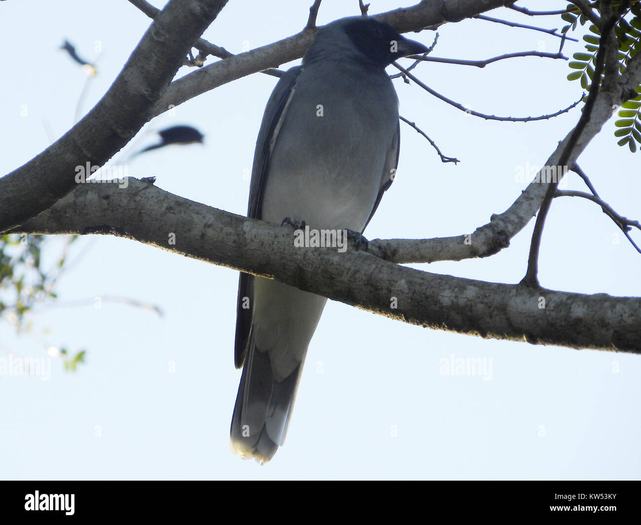 Black faced Cuckoo shrike (Coracina novaehollandiae) Stock Photo