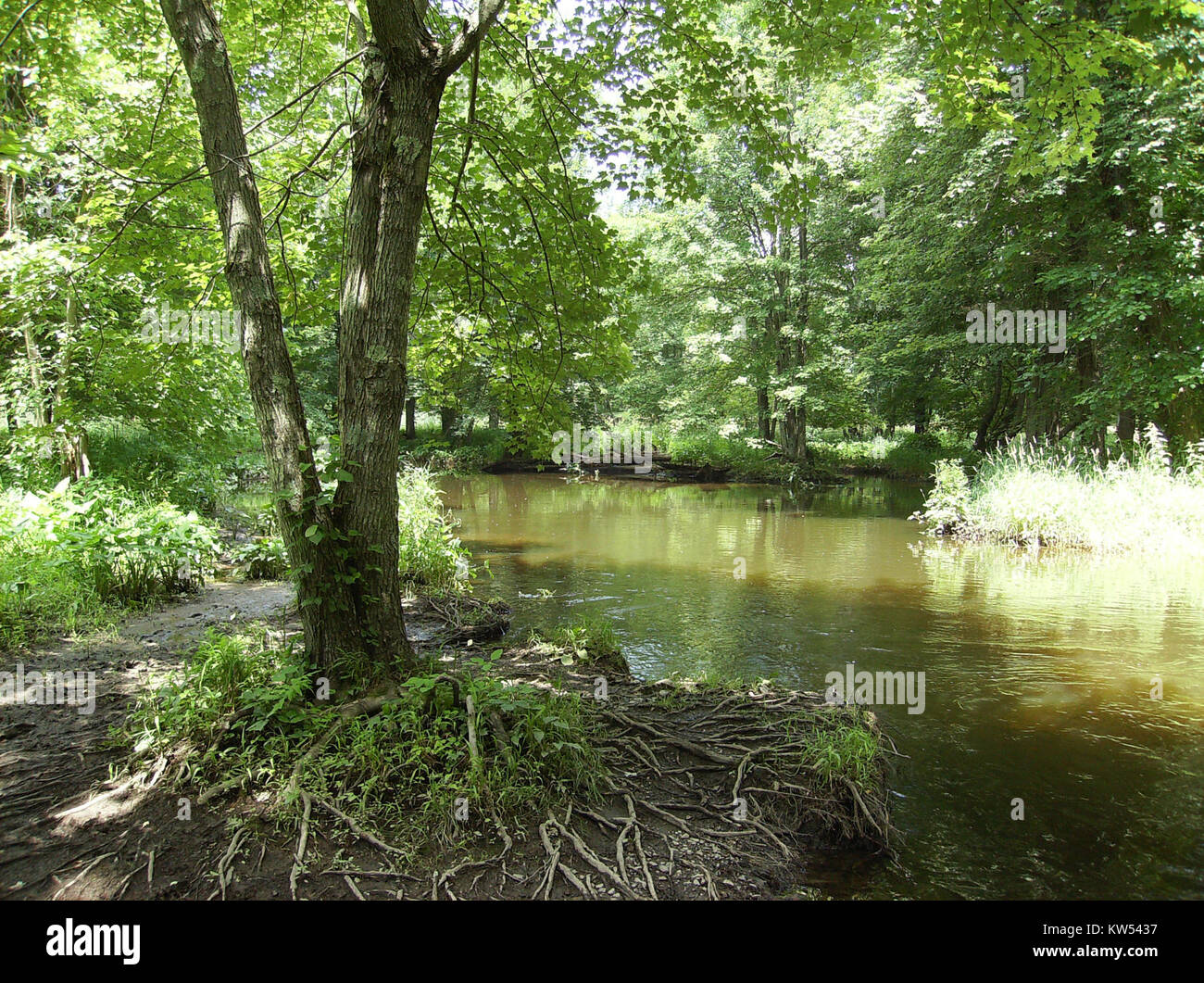 Black Creek Wetlands Complex Stock Photo Alamy