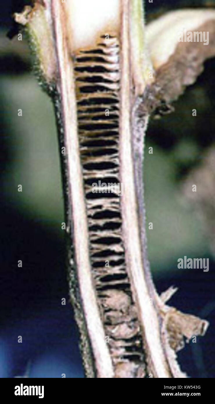 tobacco black shank disease of Black Shank Of Shank |