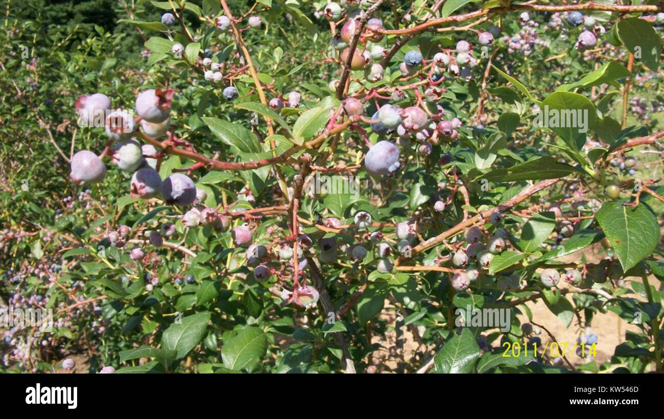 Blueberries growing in New Jersey Stock Photo Alamy