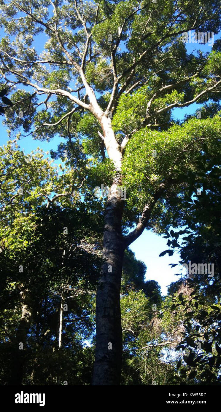 Black Ironwood tree Cecilia indigenous forests Cape Town Stock Photo