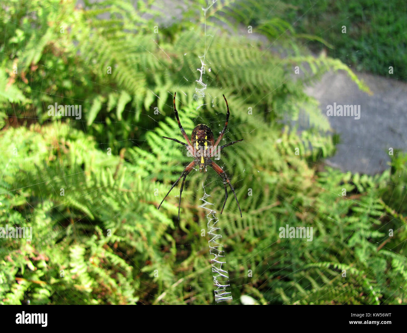 Black and Yellow Garden Spider   Argiope aurantia (posterior view) Stock Photo