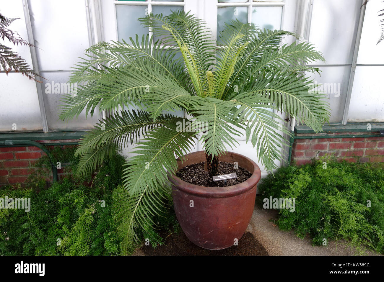 Blechnum Blechnum Brasiliense High Resolution Stock Photography And Images Alamy