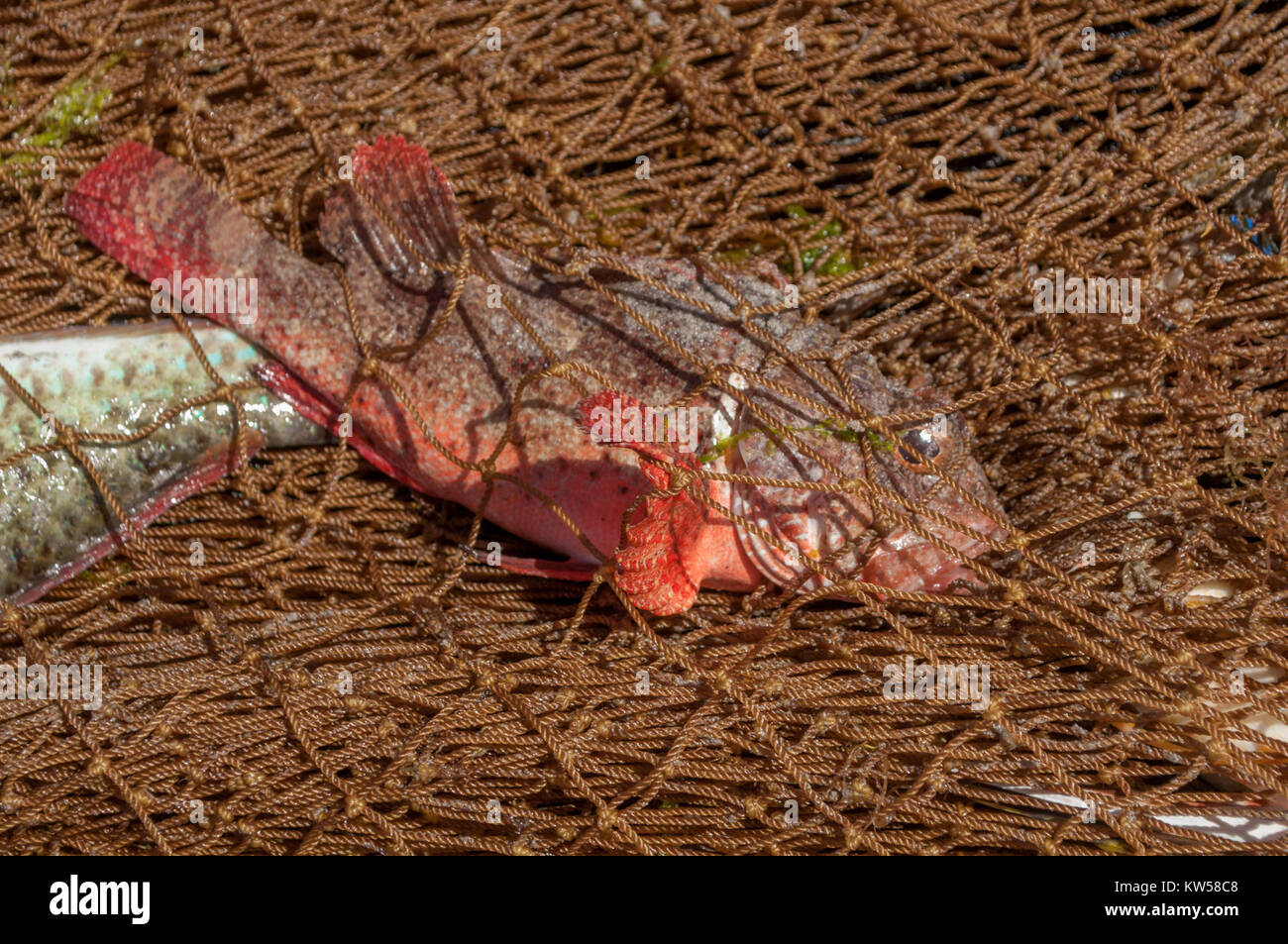 Grunting toadfish (Allenbatrachus grunniens Stock Photo - Alamy