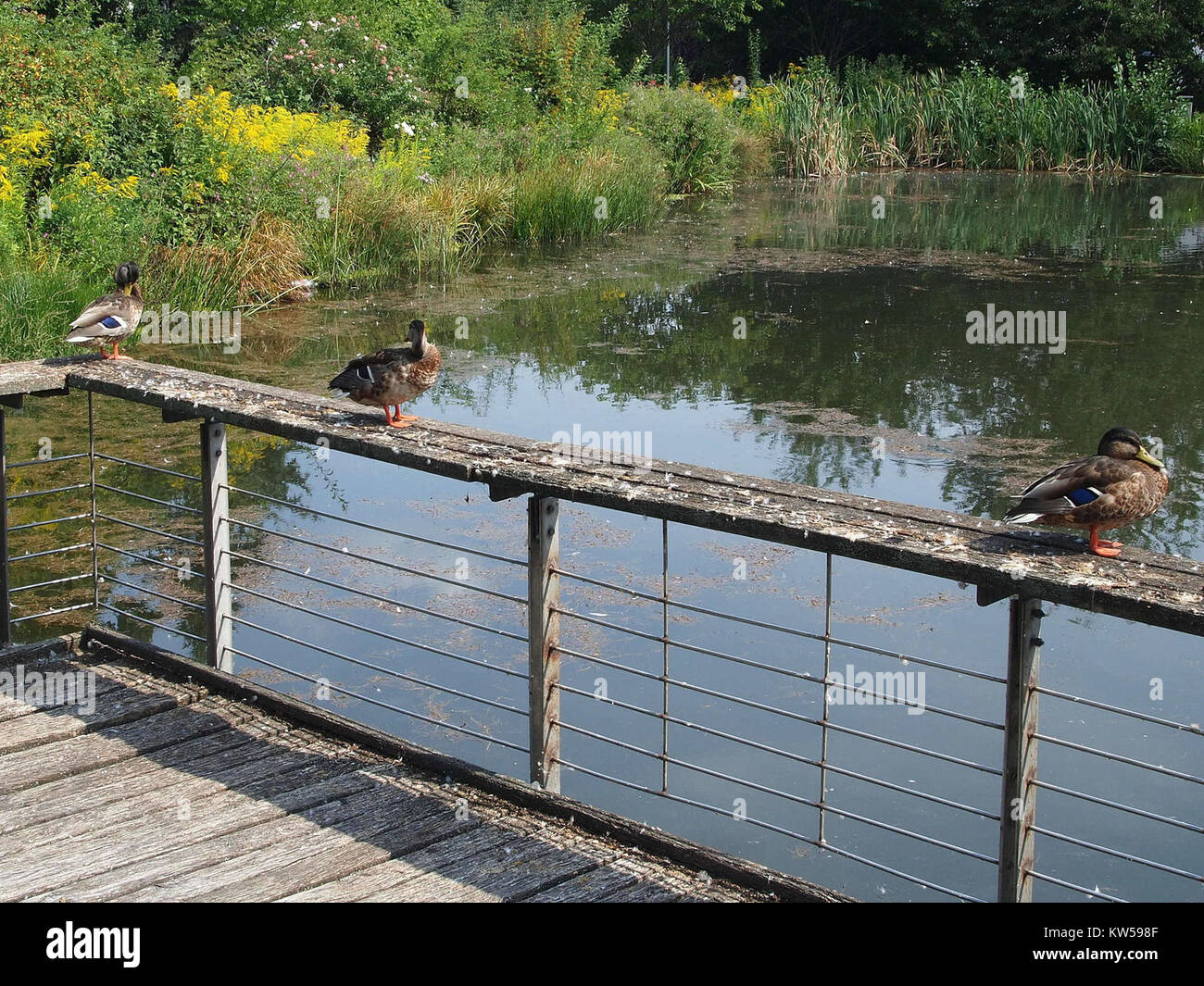 Enten Teich High Resolution Stock Photography and Images Alamy
