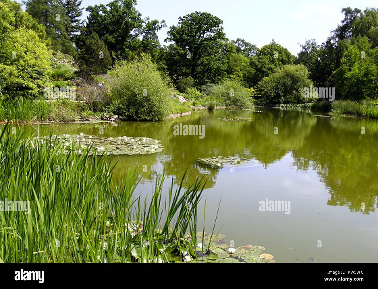 BGM Grosser Teich Stock Photo Alamy