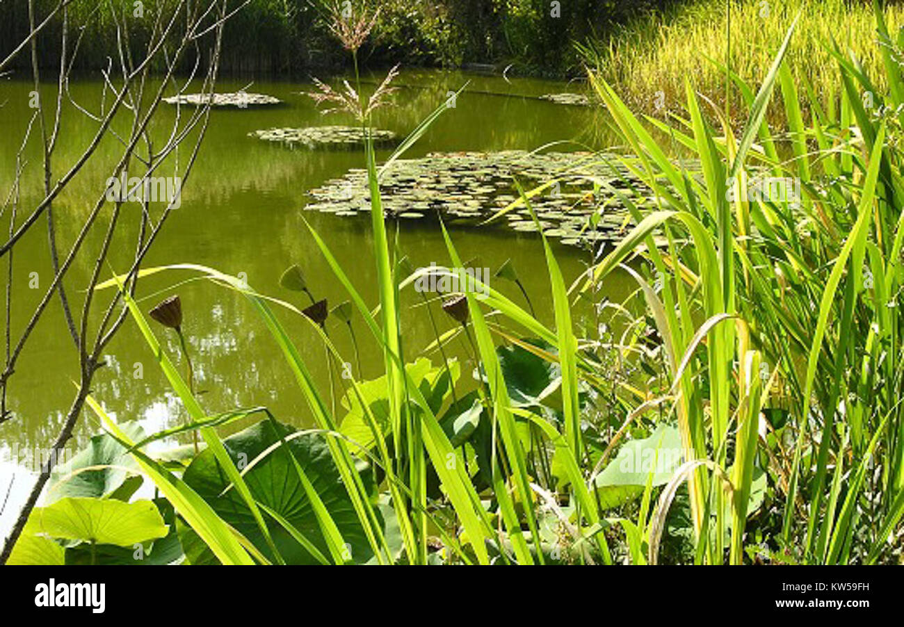 Grosser teich hires stock photography and images Alamy