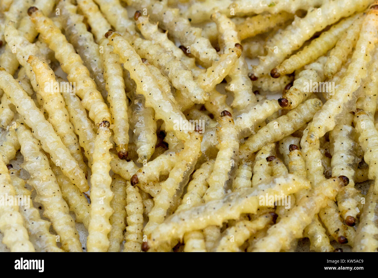 Closeup of deep fried bamboo worms, an appetizer and delicacy in northern Thailand Stock Photo