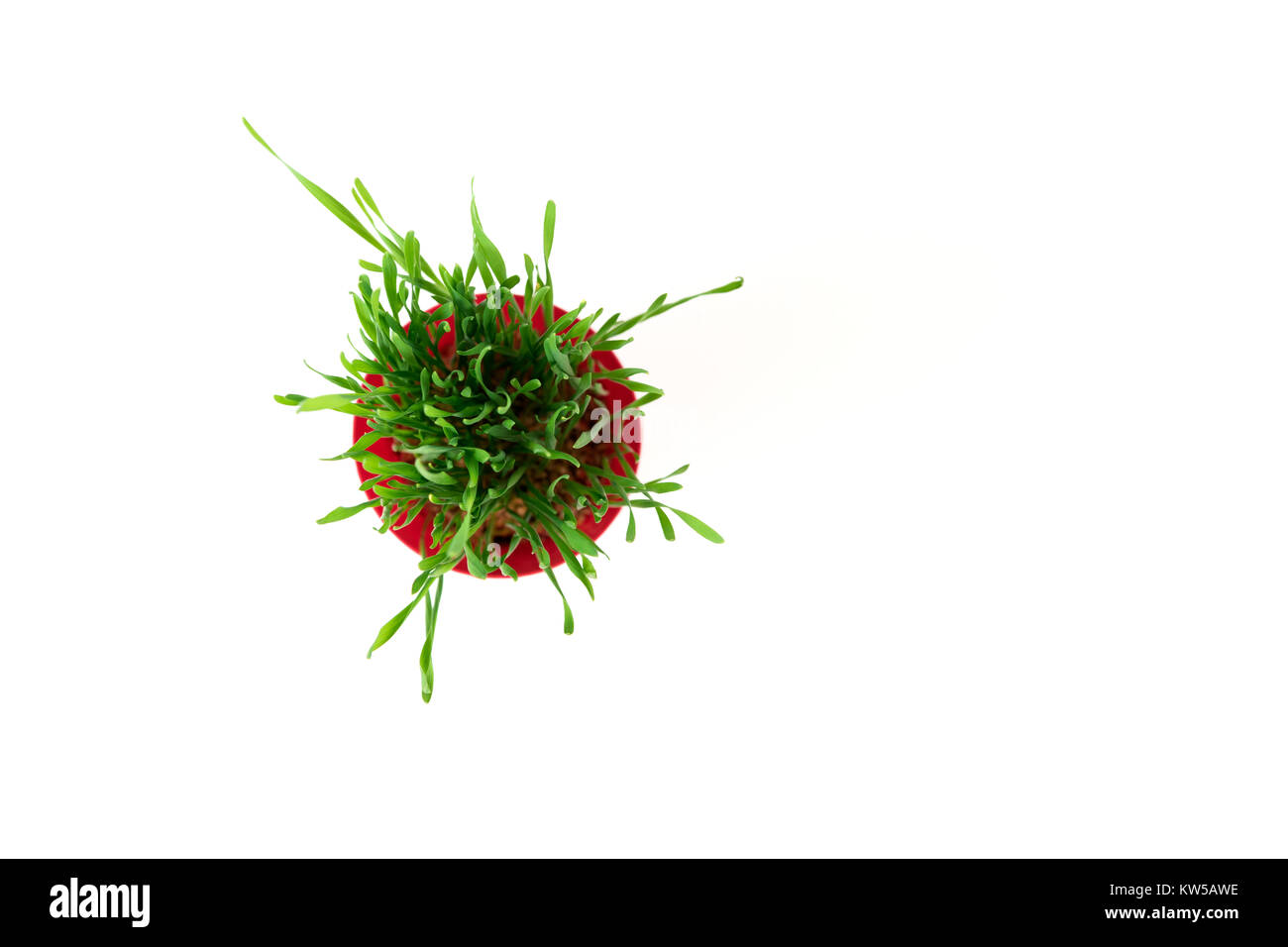 Young green Christmas wheat in a red flowerpot on a white background. Christmas symbol. Stock Photo