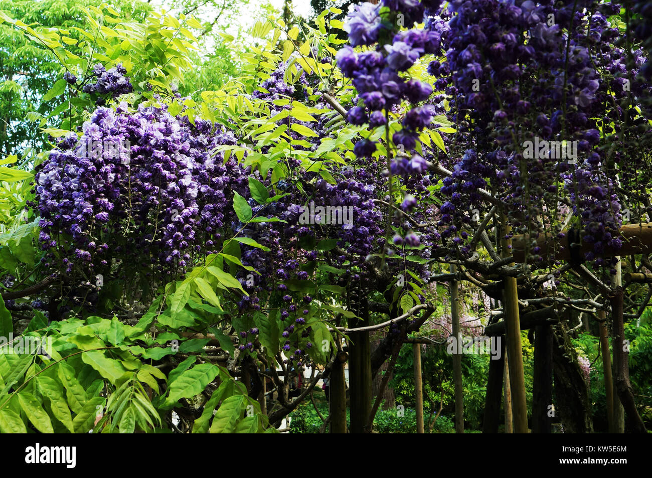 Purple hanging wisteria in Japan Stock Photo - Alamy