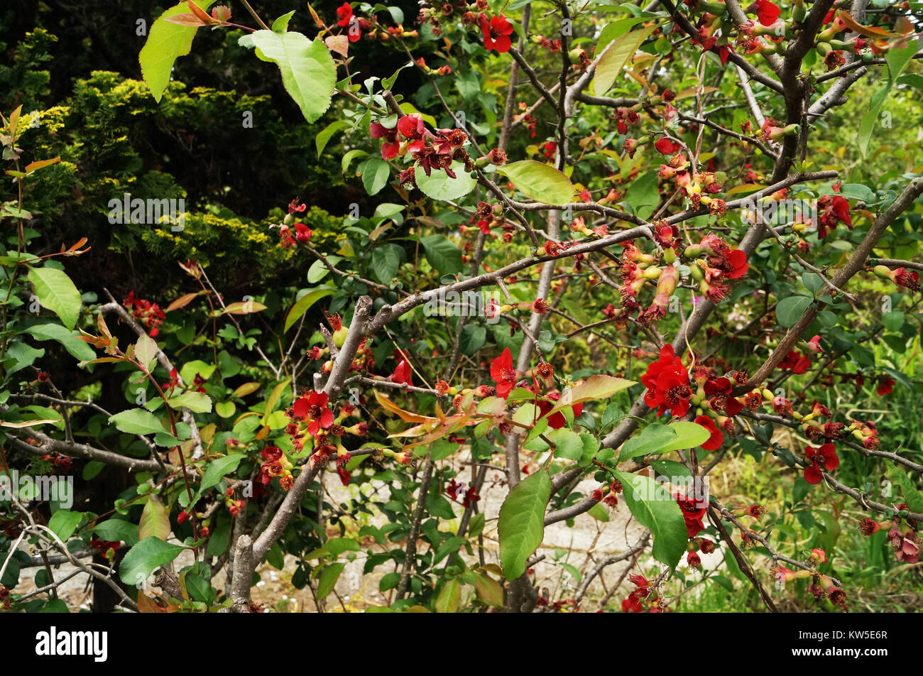 Red flower in Japan Stock Photo Alamy