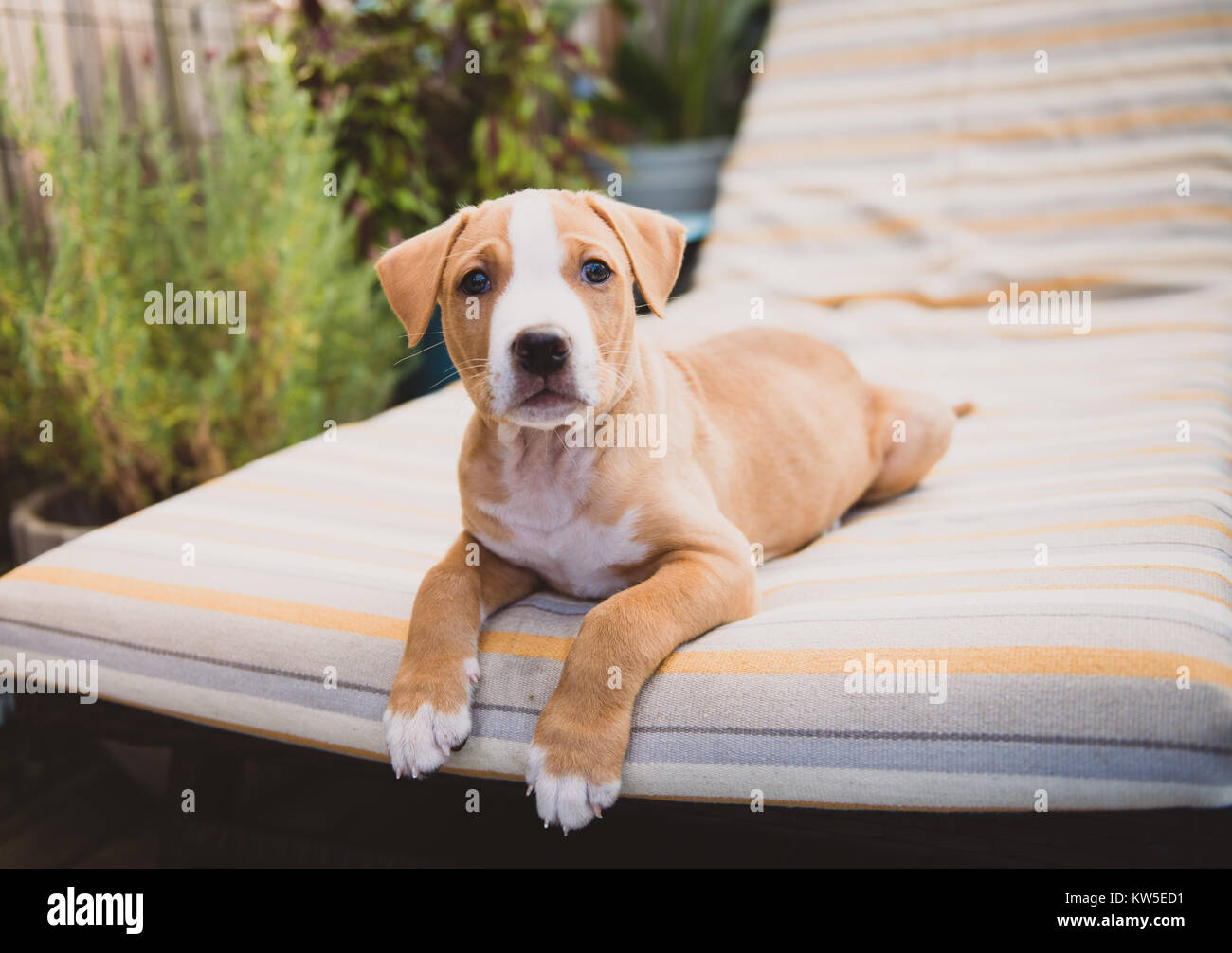 australian shepherd pit mix puppies