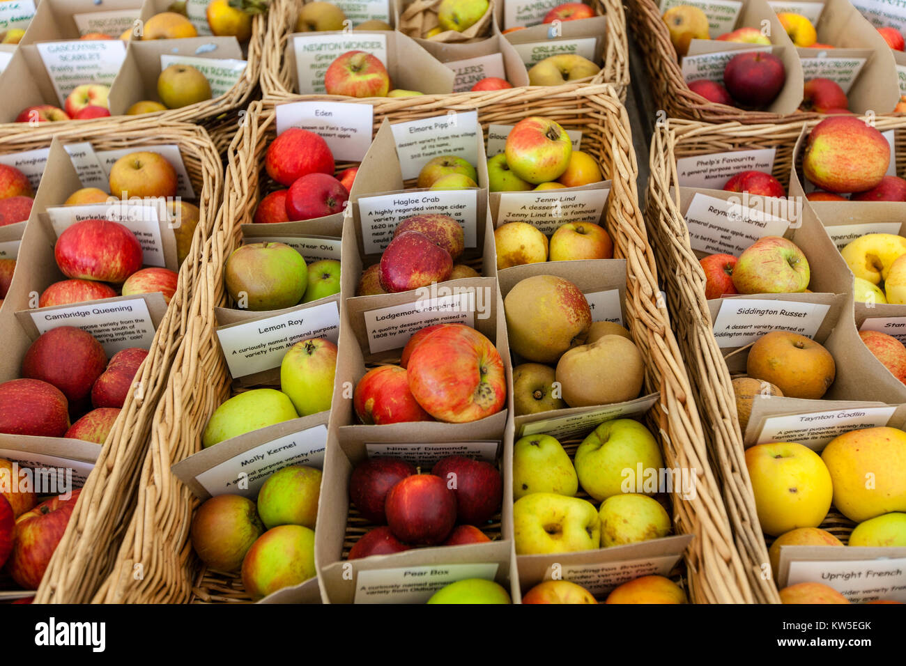Heritage west country apple varieties, collected by the Gloucestershire Orchard Trust, on show in Stroud, Gloucestershire, UK. Stock Photo