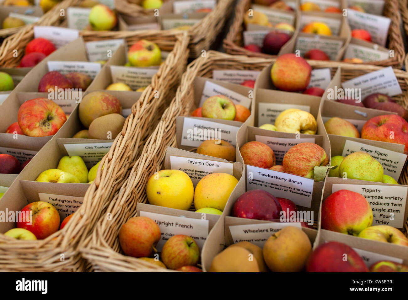 Heritage west country apple varieties, collected by the Gloucestershire Orchard Trust, on show in Stroud, Gloucestershire, UK. Stock Photo
