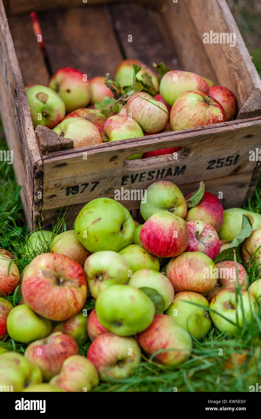 Ripe apples freshly picked and an old apple storage crate, Gloucestershire, UK Stock Photo