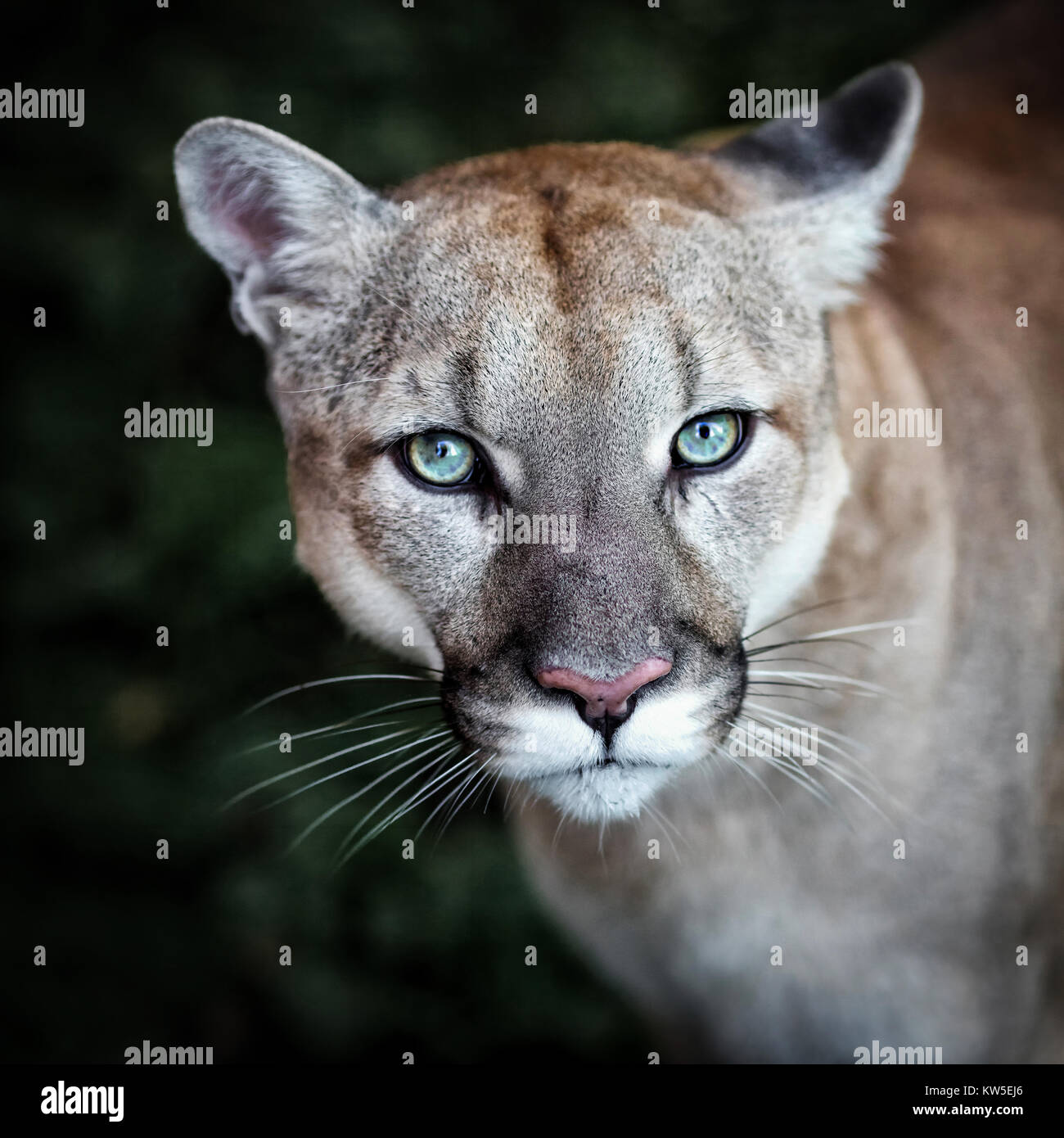 Puma, wild eyes Photo Alamy