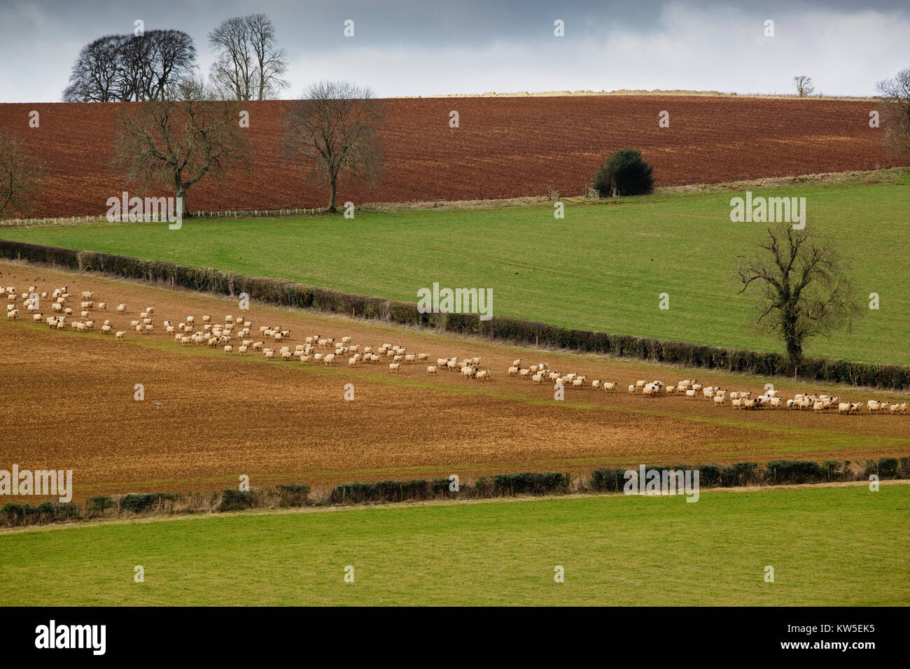 Sheep on arable land, late winter Stock Photo